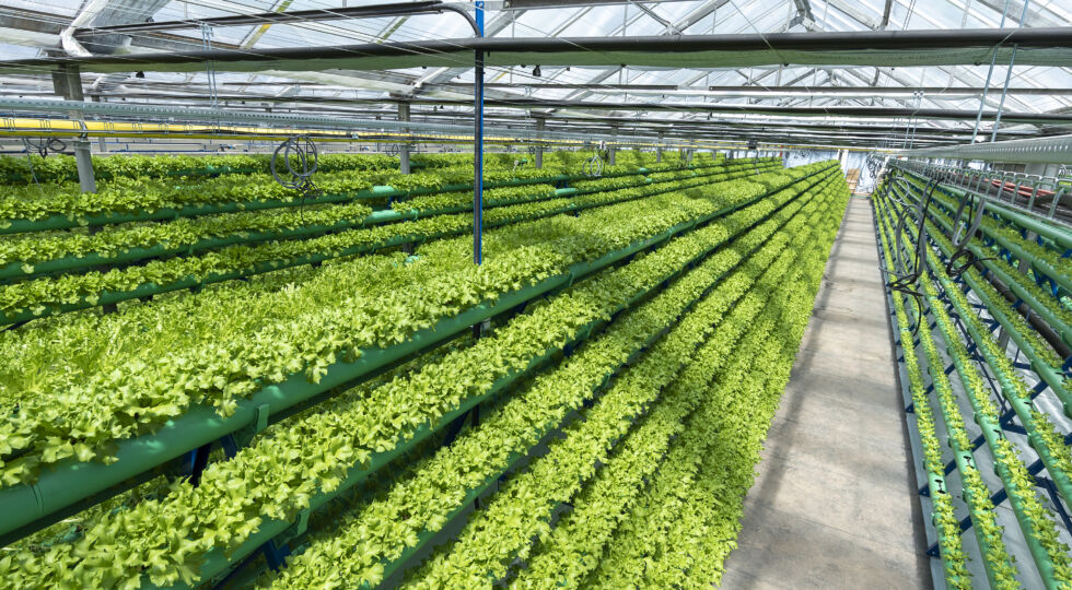 Společnost Future Farming dnes slaví páté narozeniny.  Její investoři sklízejí již 5 let pravidelné výnosy.