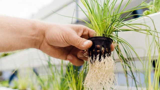 Future Farming pomůže Brnu v boji s klimatickými změnami