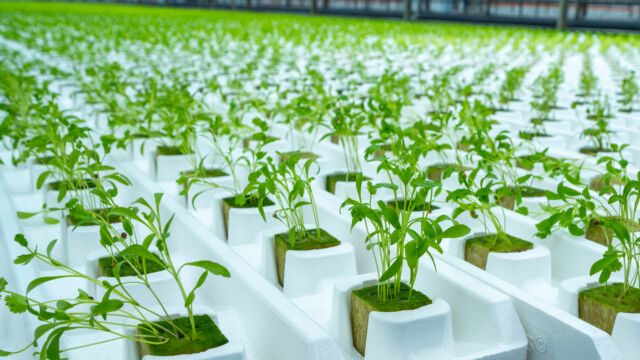 Future Farming vyvinul Aztéckou zahradu s umělým deštěm. Nejjednodušší způsob pěstování zeleniny.