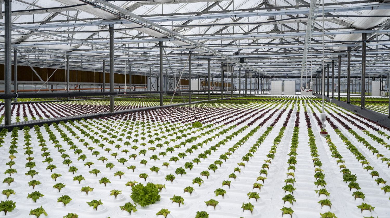 Future Farming uvedl do provozu novou technologii – DWC II.