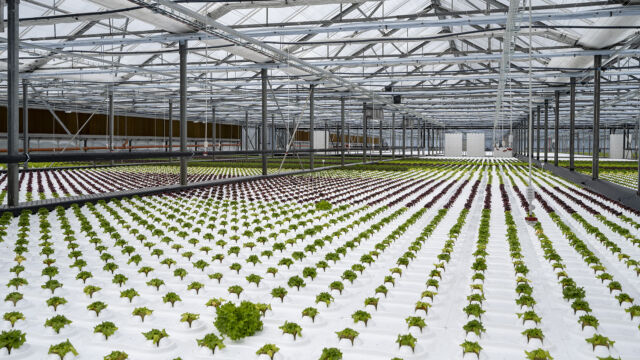 Future Farming uvedl do provozu novou technologii – DWC II.
