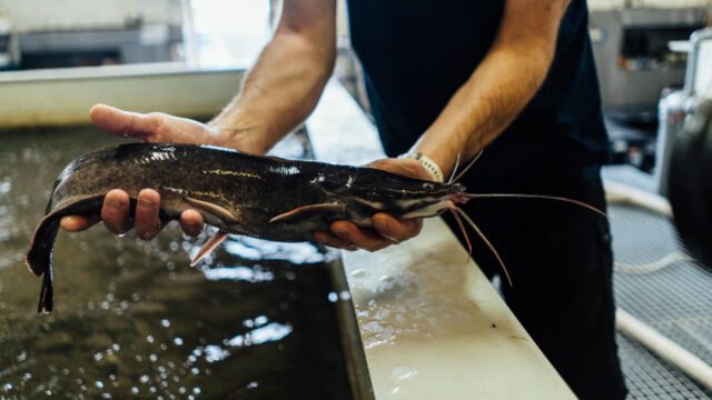 Future Farming oznamuje ukončení investičních aktivit v projektu aquaponické farmy Lážovice